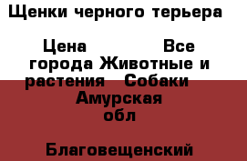 Щенки черного терьера › Цена ­ 35 000 - Все города Животные и растения » Собаки   . Амурская обл.,Благовещенский р-н